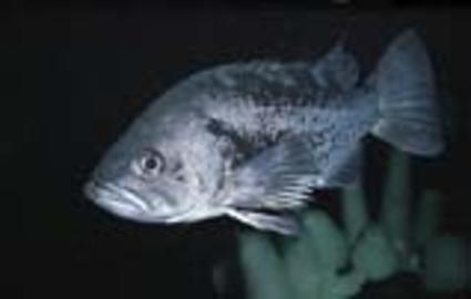 Black Rockfish