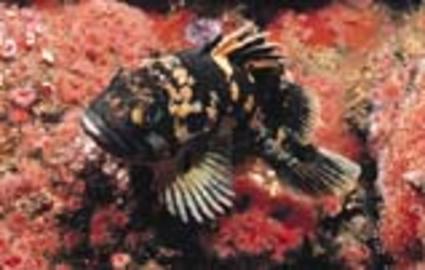 Black-And-Yellow Rockfish