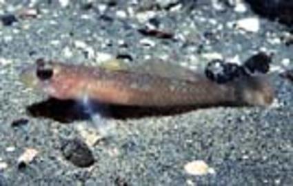 Blackeye Goby