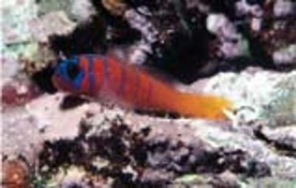 Bluebanded Goby