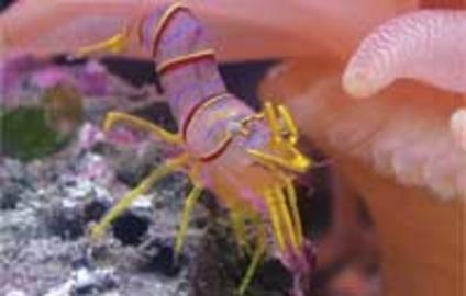 Candy Stripe Shrimp