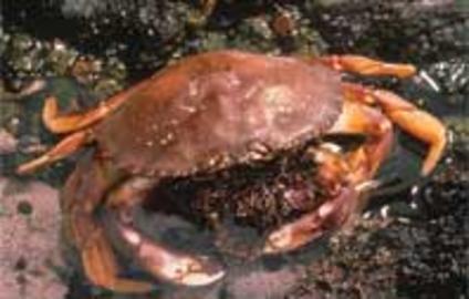 Dungeness Crab