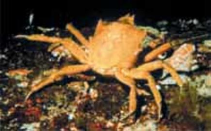 Northern Kelp Crab