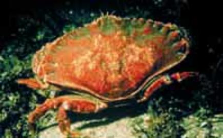 Red Rock Crab