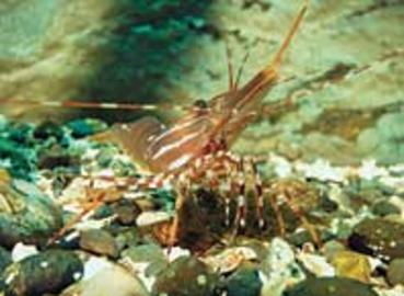 Spot Prawn