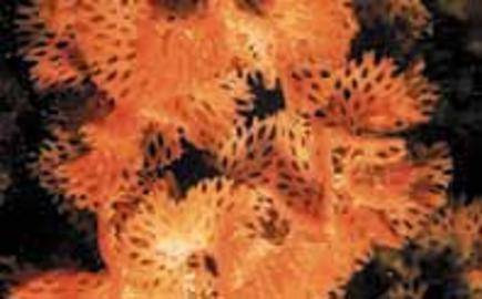 Lacy Bryozoan