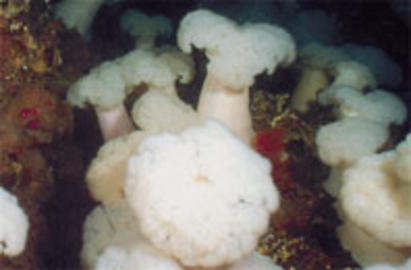 Plumose Anemone