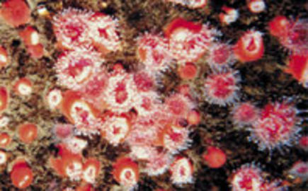 Strawberry Anemone