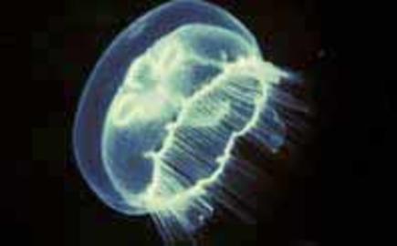 Moon Jelly