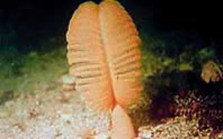 Orange Sea Pen