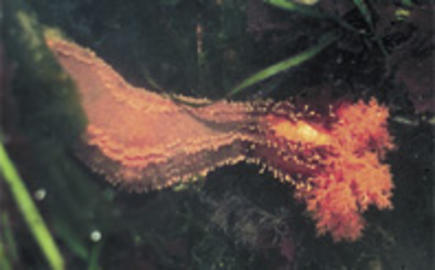 Orange Sea Cucumber