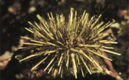 Green Sea Urchin