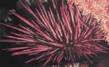 Red Sea Urchin