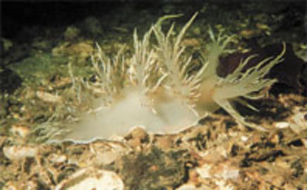 Giant Nudibranch