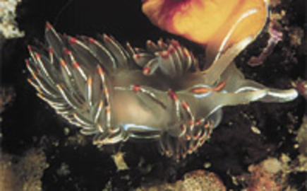 Opalescent Nudibranch