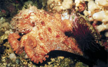 Giant Pacific Octopus