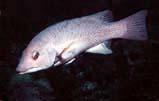 California Sheephead