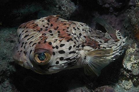 Balloonfish