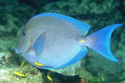 Blue Tang