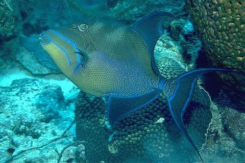 Queen Triggerfish