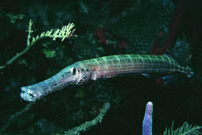 Trumpetfish