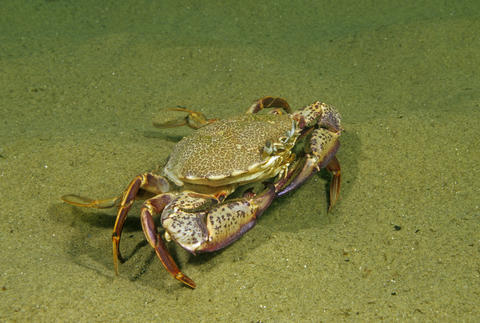 ocellate lady crab