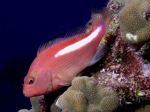 Arc-Eye Hawkfish