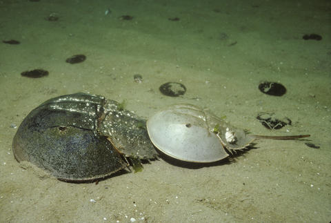 atlantic horseshoe crab