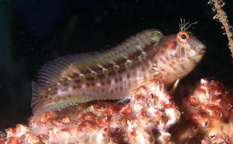 Seaweed Blenny