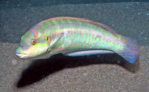 Slippery Dick