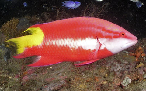 Spotfin Hogfish