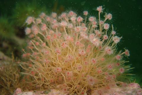 tubularian hydroid