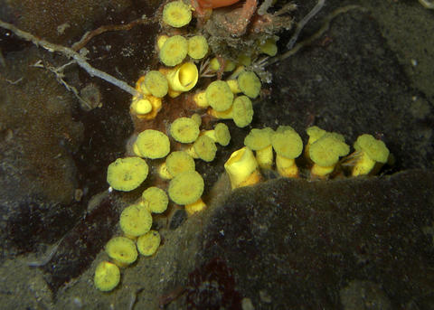 Yellow Boring Sponge