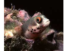 Spotjaw Blenny - Blenny - Pike, tube, and flag<br>(<i>Acanthemblemaria rivasi</i>)