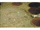 Windowpane Flounder - Flounder<br>(<i>Scophthalmus aquosus</i>)